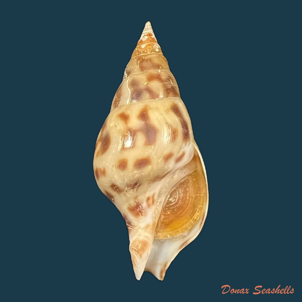 pusionella-nifat-bruguiere-1789-39-9mm-copia