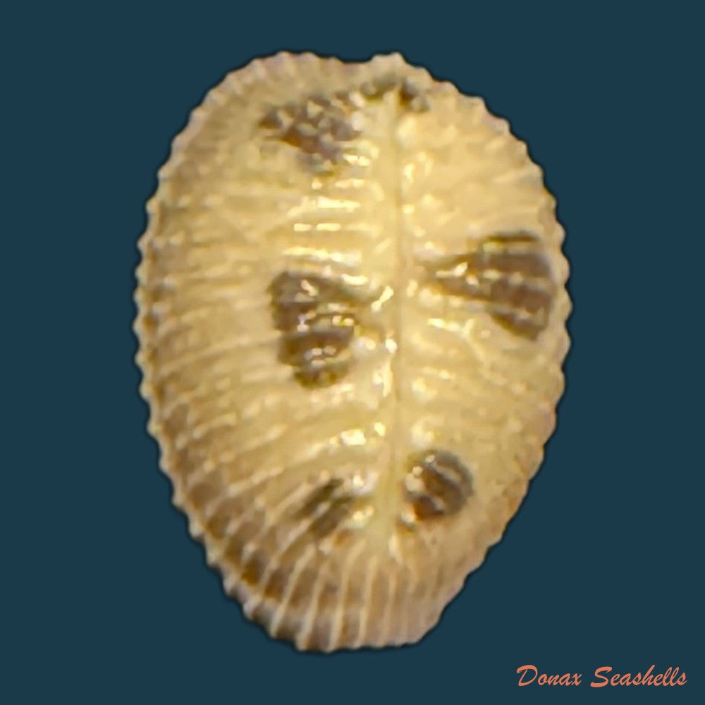 pusula-pediculus-linnaeus-1758-10-6mm-copia