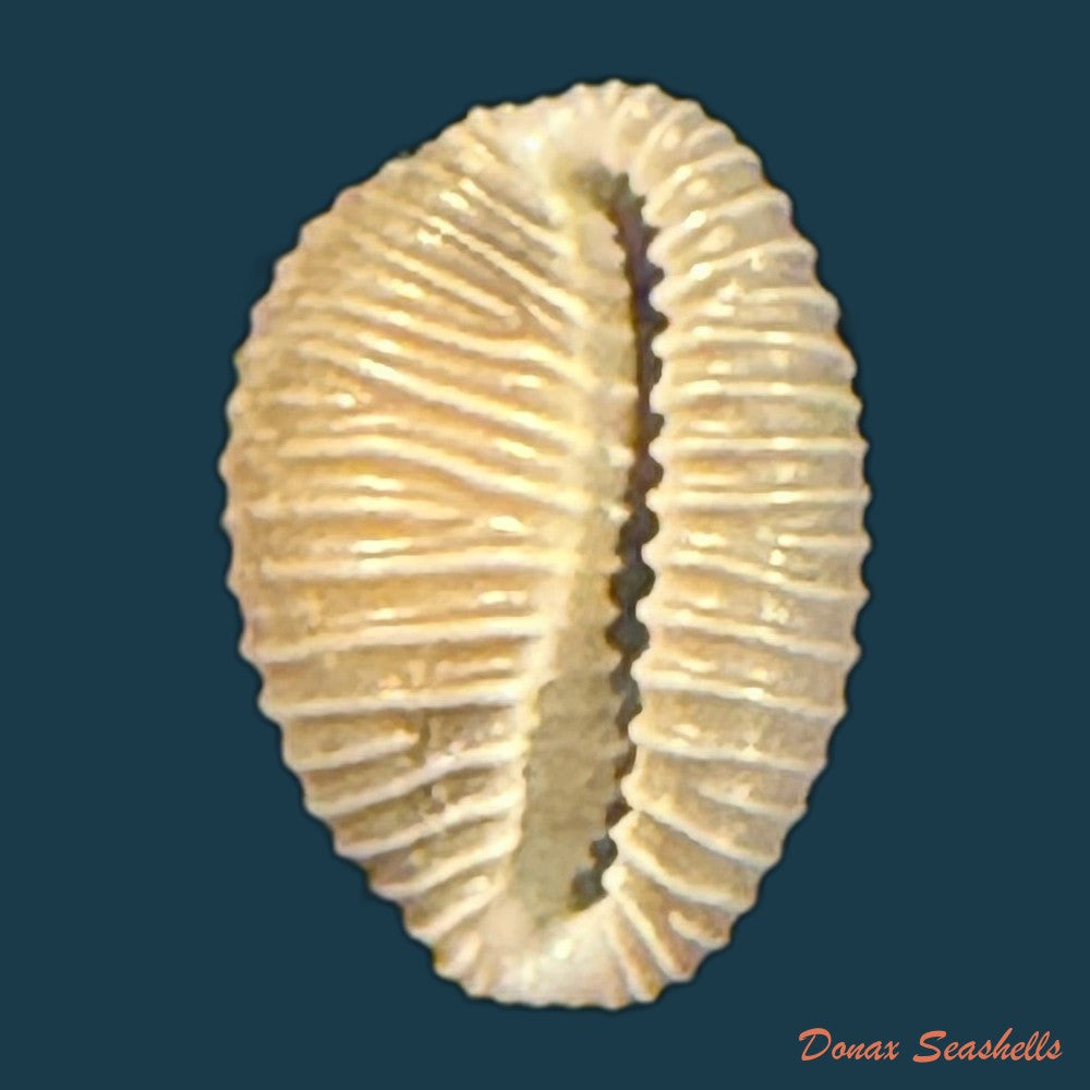 pusula-pediculus-linnaeus-1758-10-6mm-copia