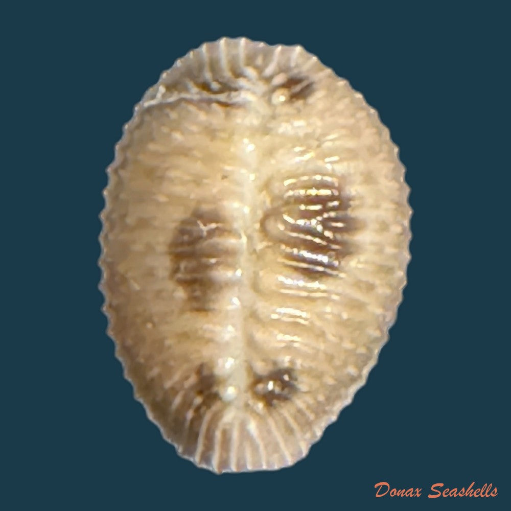 pusula-pediculus-linnaeus-1758-10-7mm-copia-1