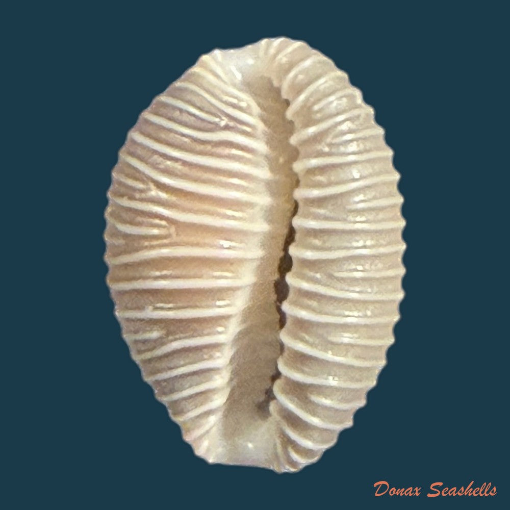 pusula-pediculus-linnaeus-1758-10-7mm-copia-1