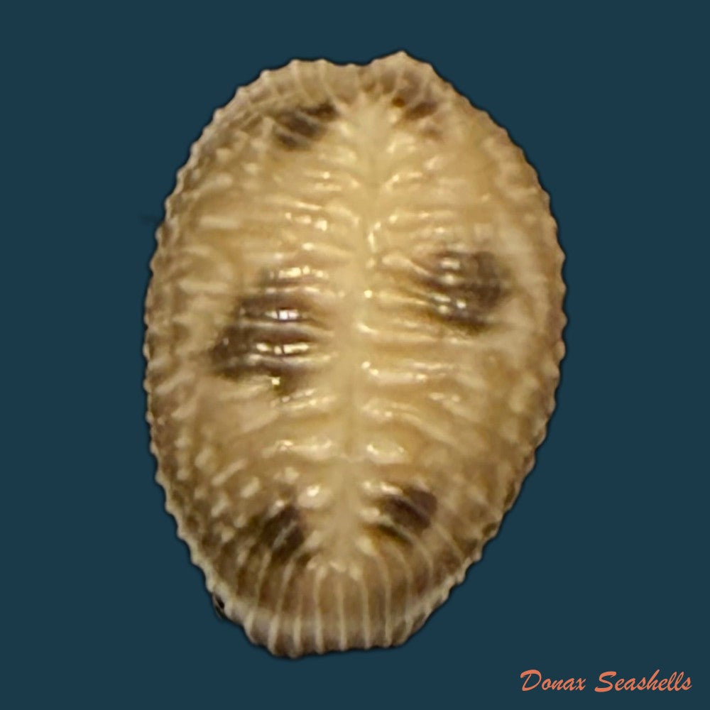 pusula-pediculus-linnaeus-1758-10-7mm-copia