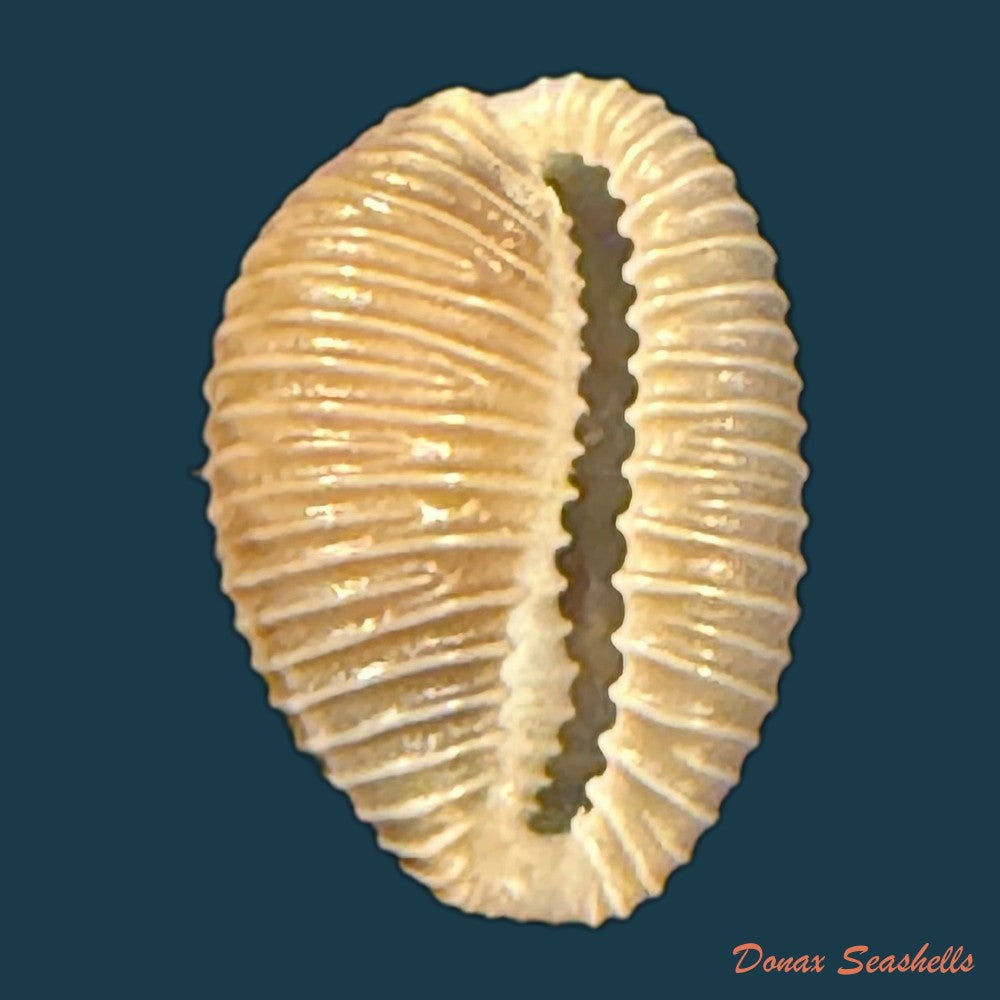 pusula-pediculus-linnaeus-1758-10-7mm-copia