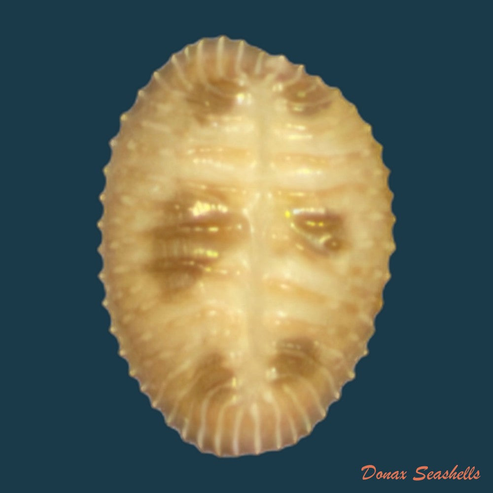pusula-pediculus-linnaeus-1758-10-9mm-copia-1