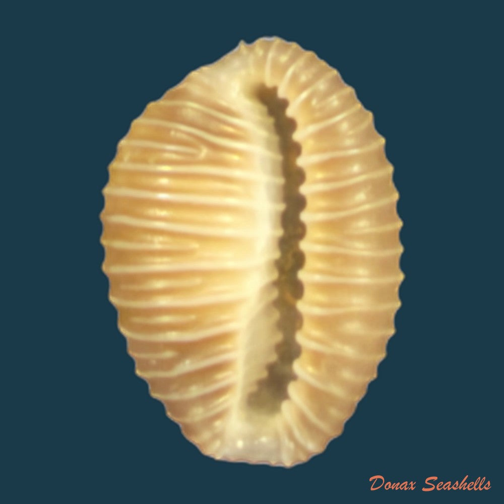 pusula-pediculus-linnaeus-1758-10-9mm-copia-1