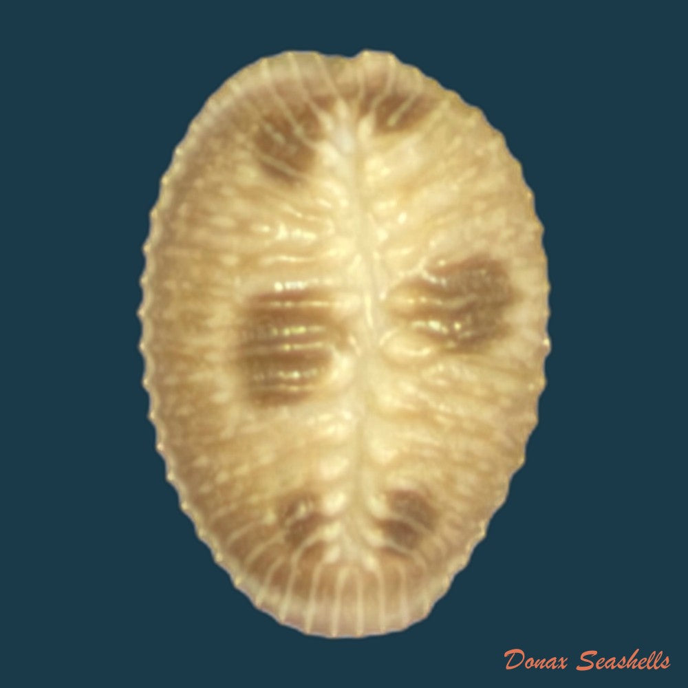 pusula-pediculus-linnaeus-1758-10-9mm-copia-copia