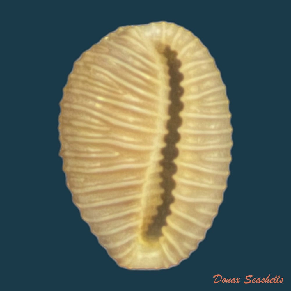 pusula-pediculus-linnaeus-1758-10-9mm-copia-copia