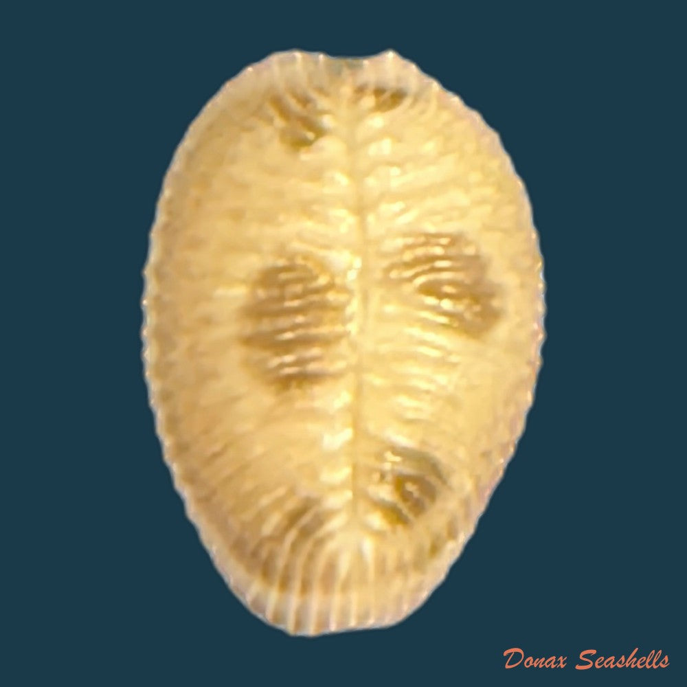 pusula-pediculus-linnaeus-1758-10-9mm-copia