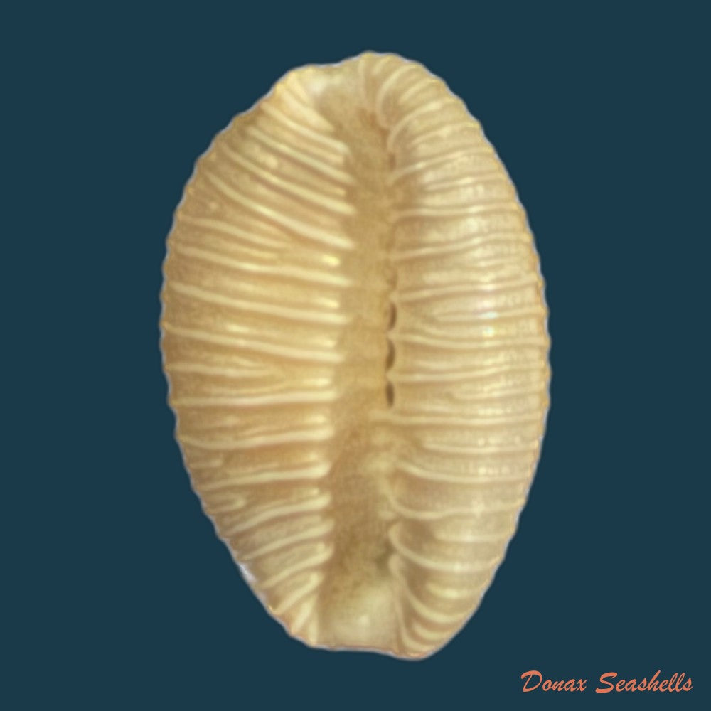 pusula-pediculus-linnaeus-1758-10-9mm-copia