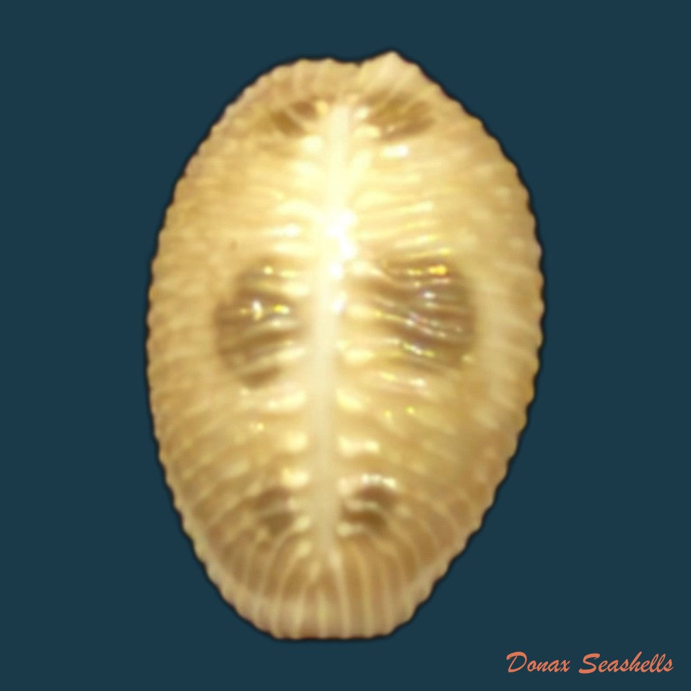 pusula-pediculus-linnaeus-1758-10mm-copia-1