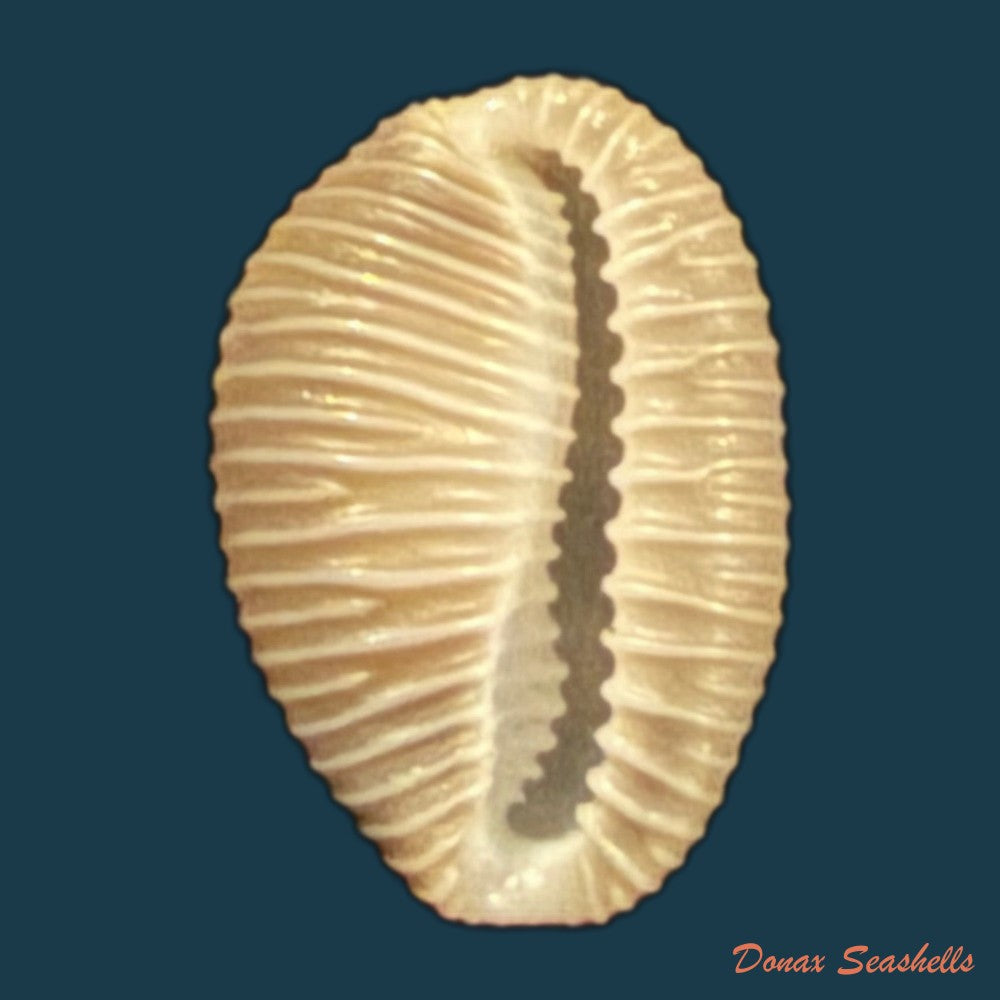 pusula-pediculus-linnaeus-1758-10mm-copia-1