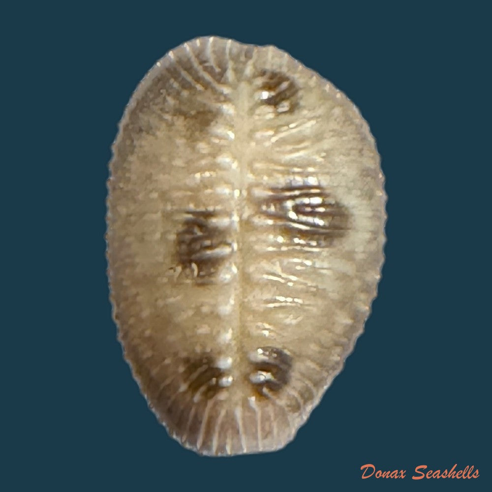 pusula-pediculus-linnaeus-1758-10mm-copia-2