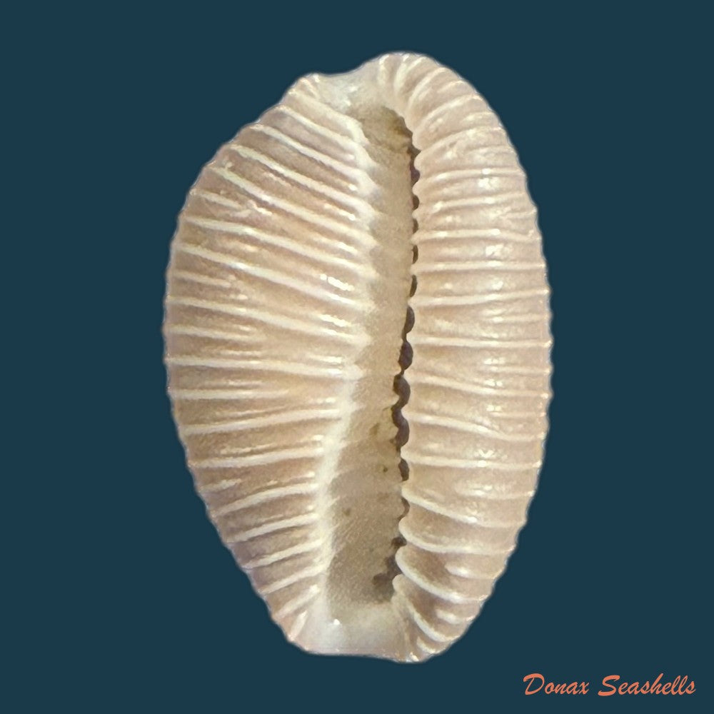 pusula-pediculus-linnaeus-1758-10mm-copia-2