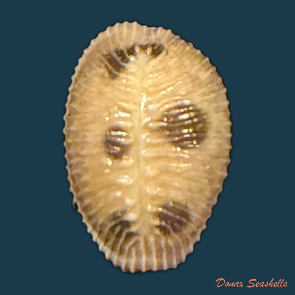 pusula-pediculus-linnaeus-1758-10mm-copia