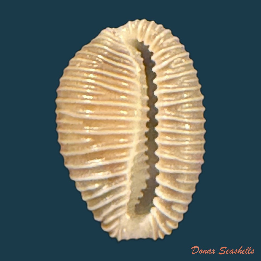 pusula-pediculus-linnaeus-1758-10mm-copia