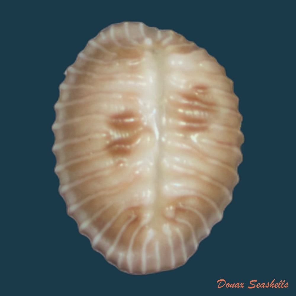 pusula-pediculus-linnaeus-1758-11-1mm-copia