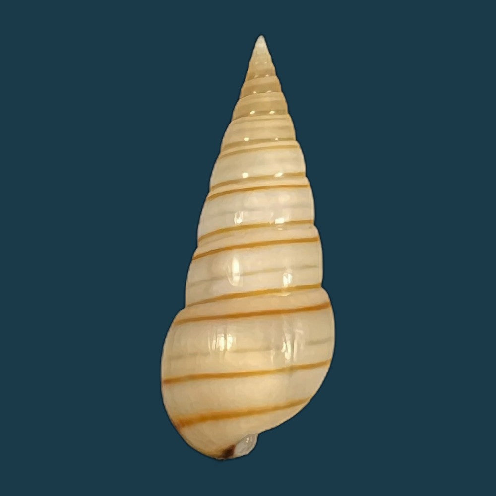 pyramidella-dolabrata-linnaeus-1758-27-3mm-copia