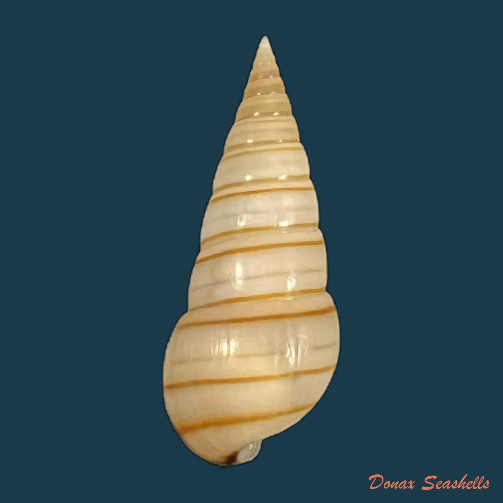 pyramidella-dolabrata-linnaeus-1758-27-3mm-copia