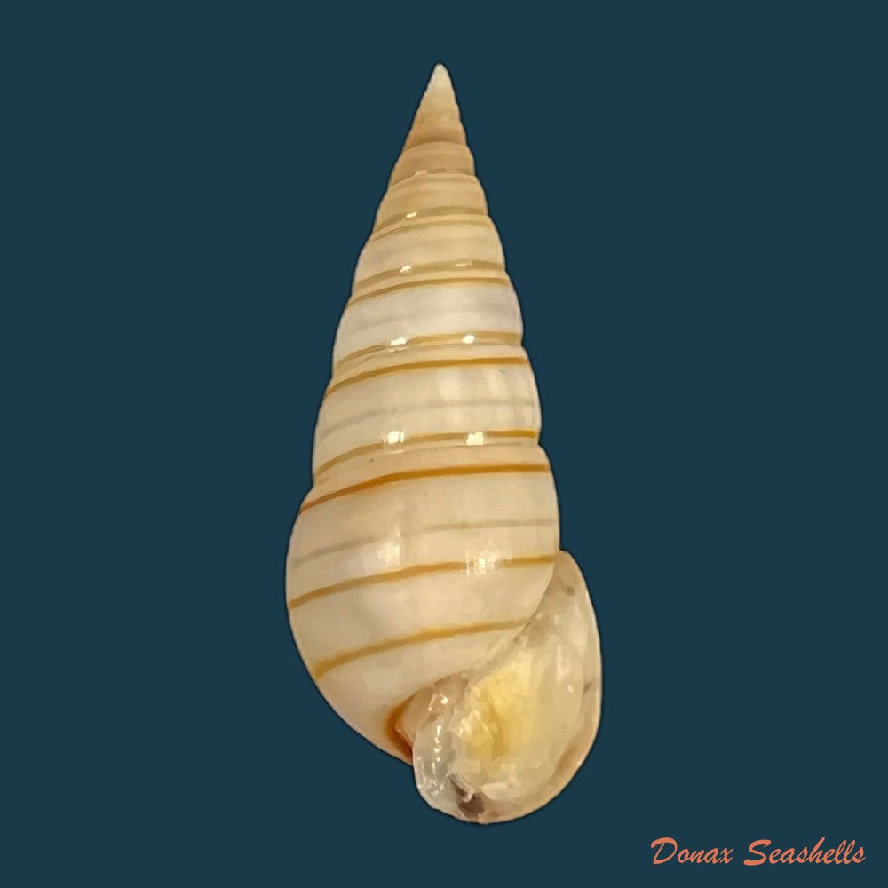 pyramidella-dolabrata-linnaeus-1758-27-3mm-copia