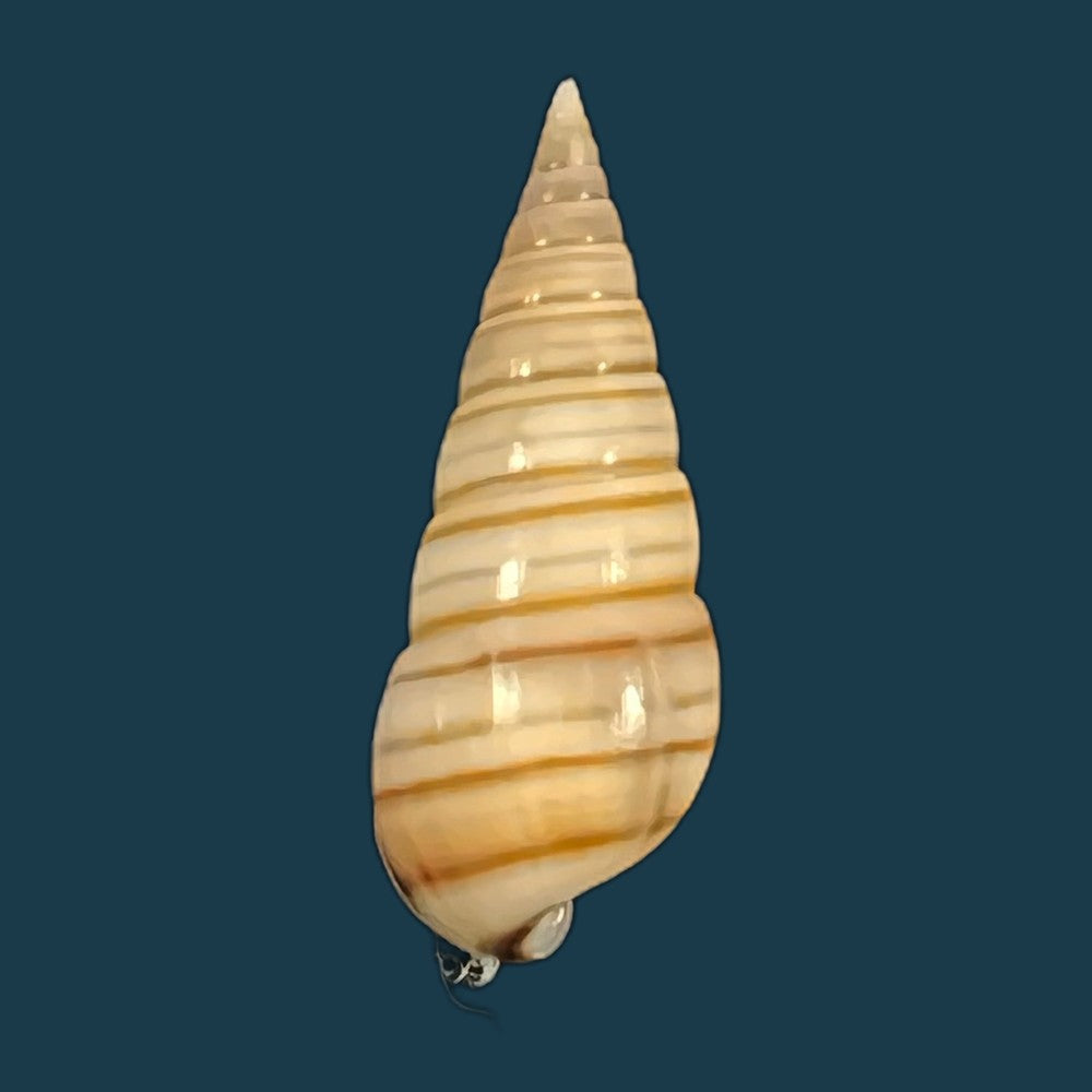pyramidella-dolabrata-linnaeus-1758-27-9mm-copia