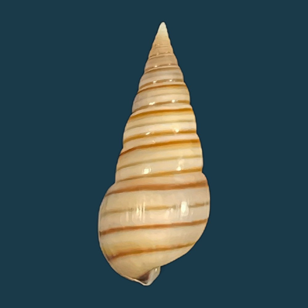 pyramidella-dolabrata-linnaeus-1758-28-1mm-copia