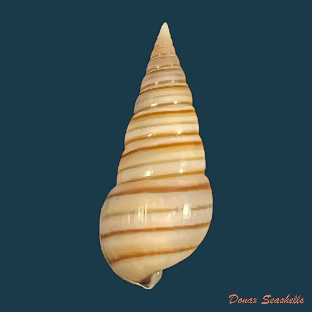 pyramidella-dolabrata-linnaeus-1758-28-1mm-copia