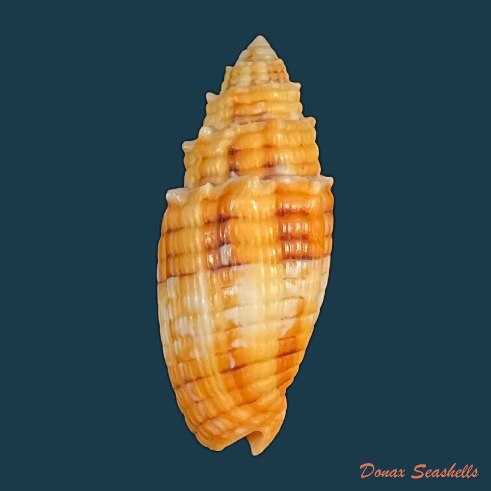 quasimitra-puncticulata-lamarck-1811-36-2mm-copia