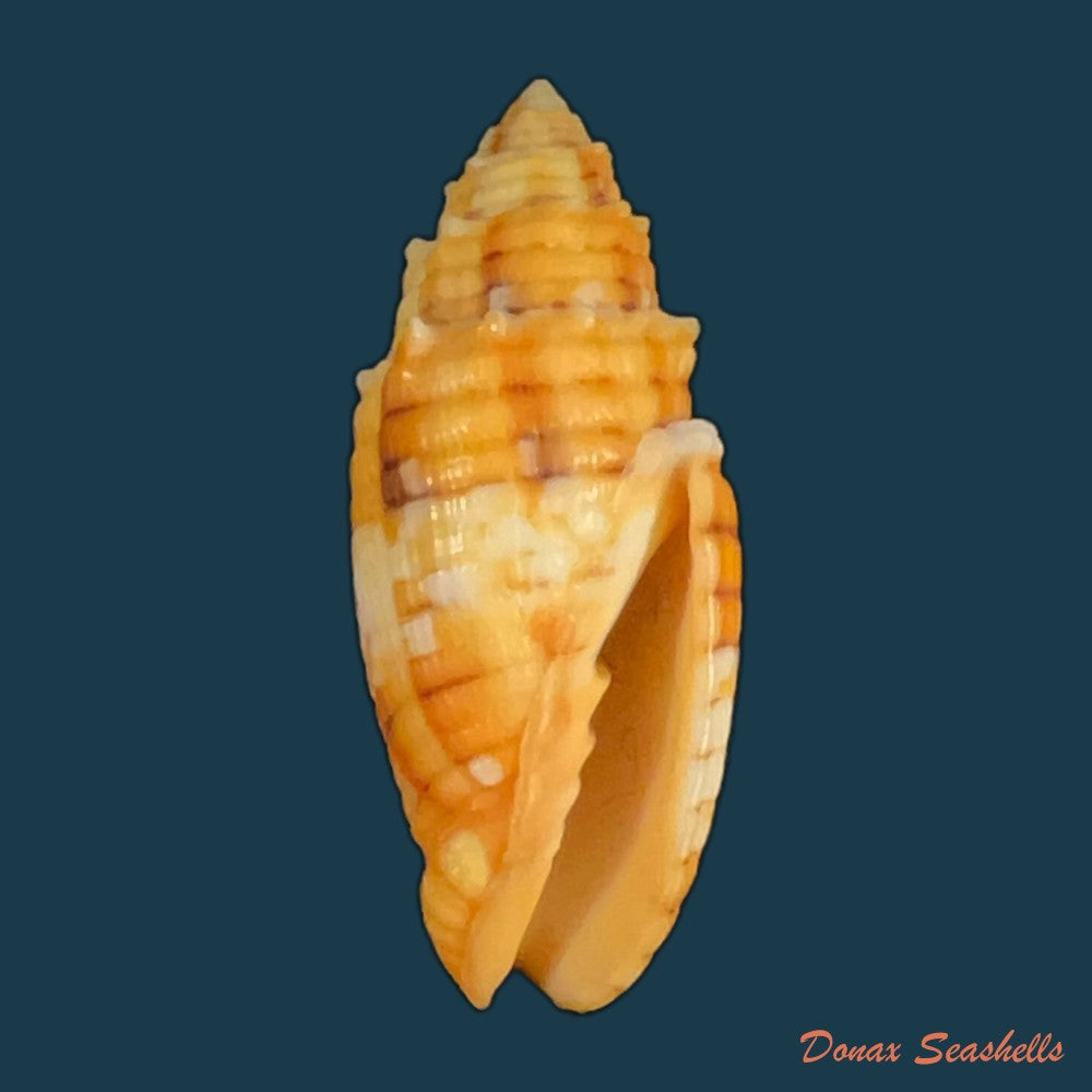quasimitra-puncticulata-lamarck-1811-36-2mm-copia