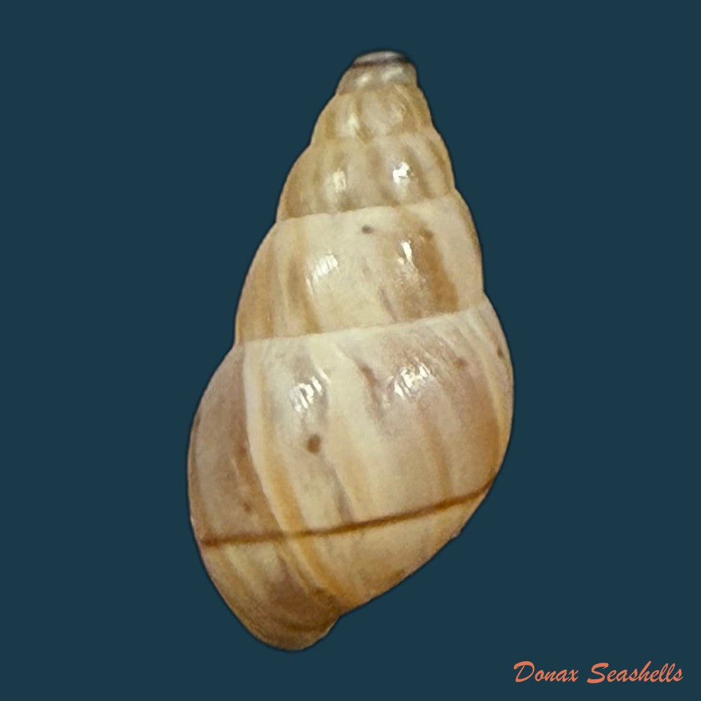rachis-jejuna-melvill-ponsonby-1893-12-2mm-copia-1