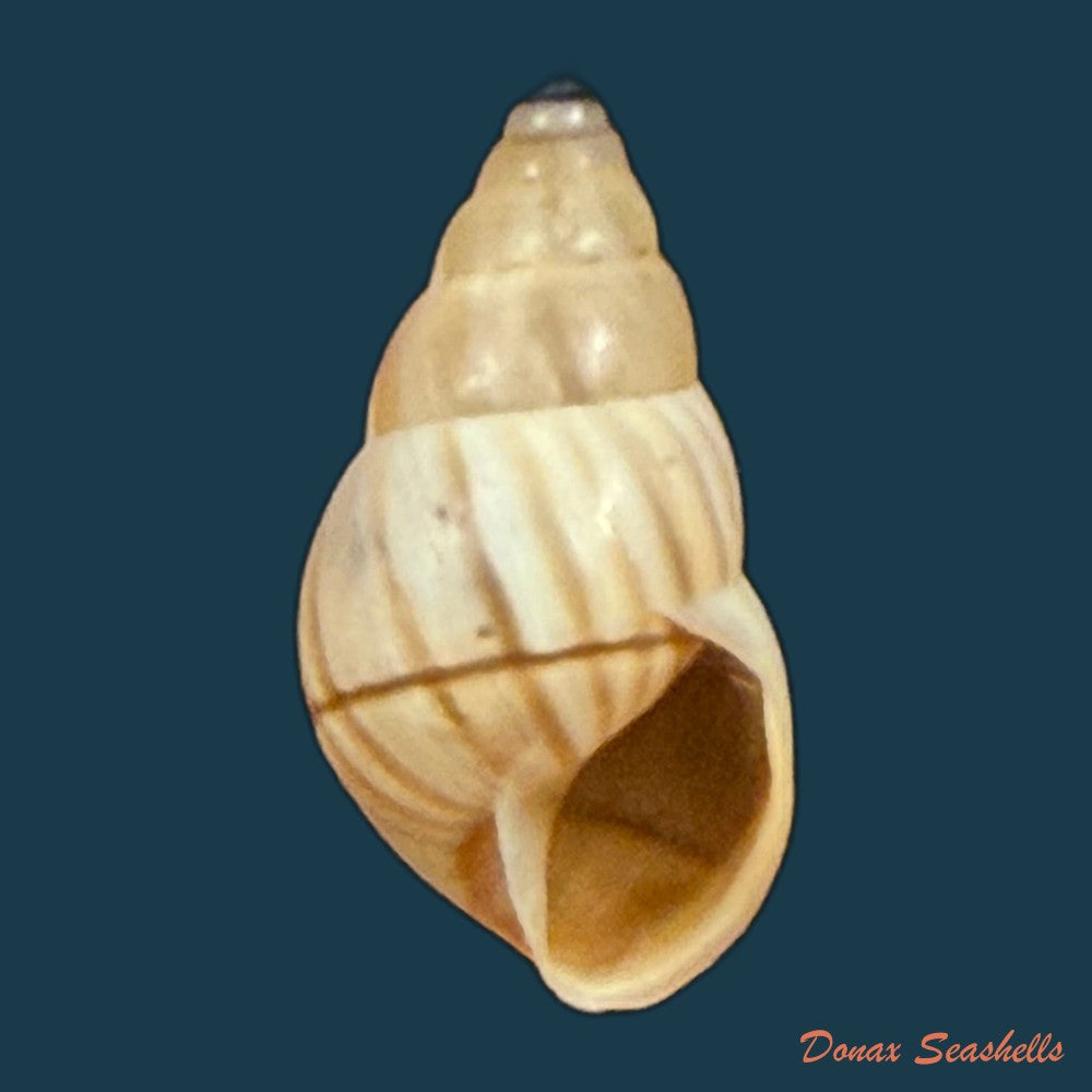 rachis-jejuna-melvill-ponsonby-1893-12-2mm-copia-1
