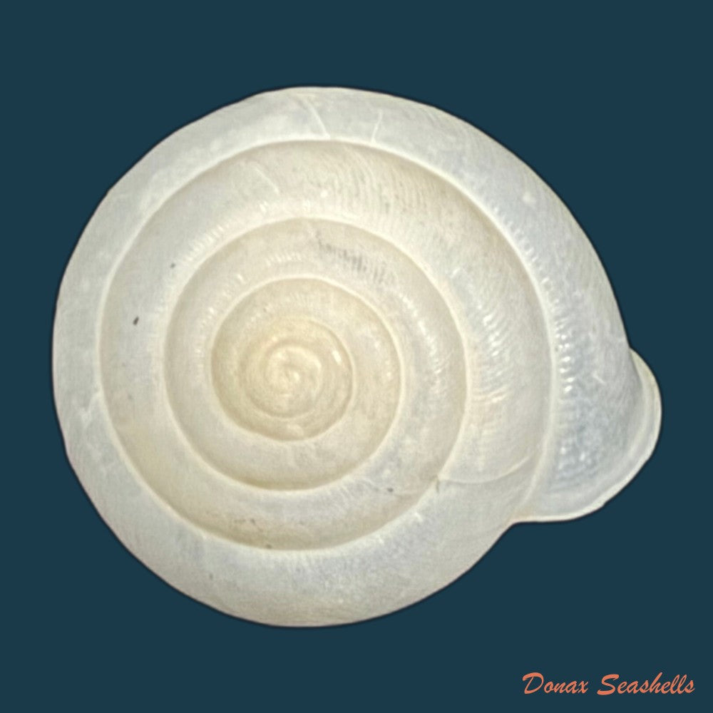 rachis-jejuna-melvill-ponsonby-1893-12-2mm-copia