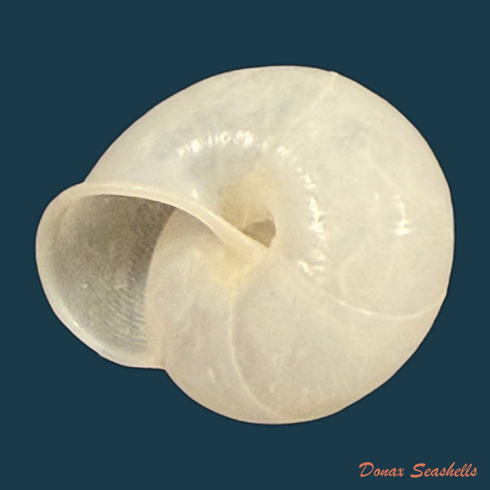rachis-jejuna-melvill-ponsonby-1893-12-2mm-copia