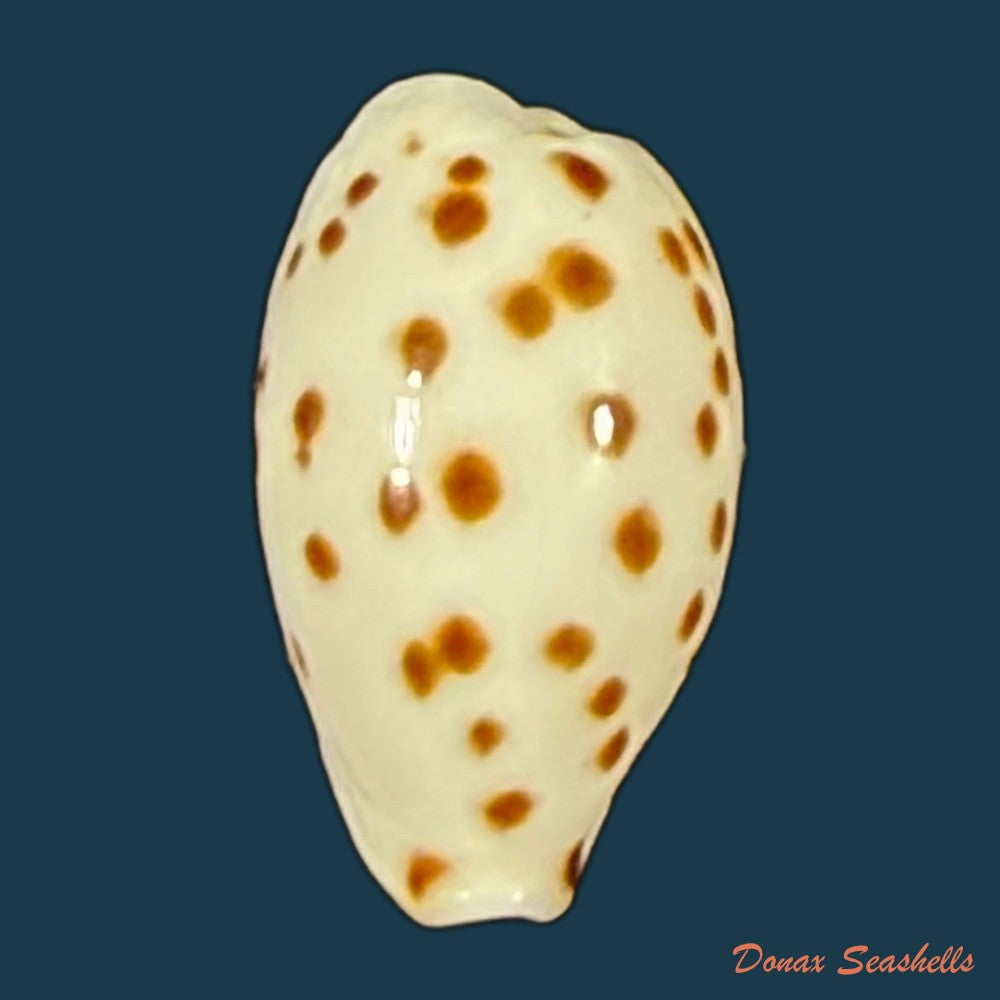 ransoniella-punctata-linnaeus-1758-11-9mm-copia