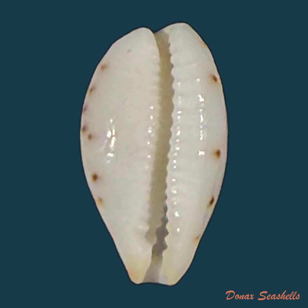 ransoniella-punctata-linnaeus-1758-11-9mm-copia