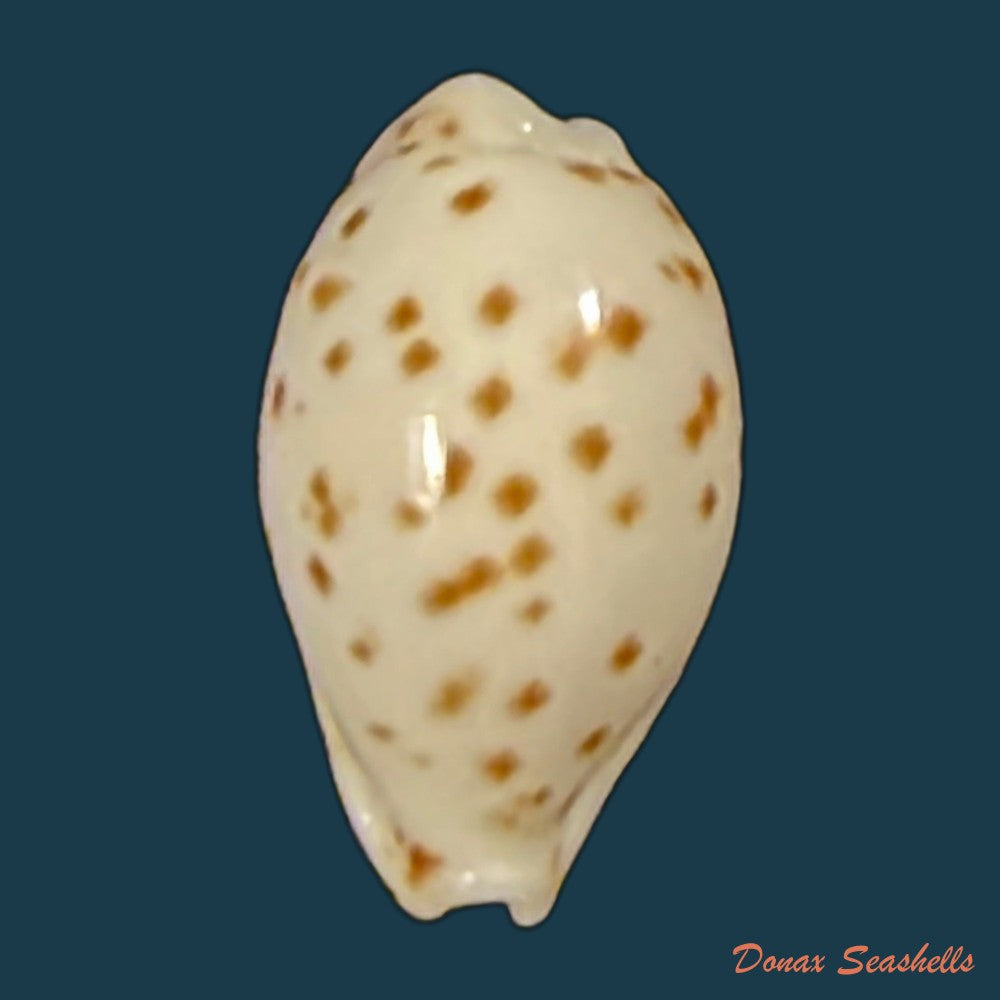 ransoniella-punctata-linnaeus-1758-12-4mm-copia
