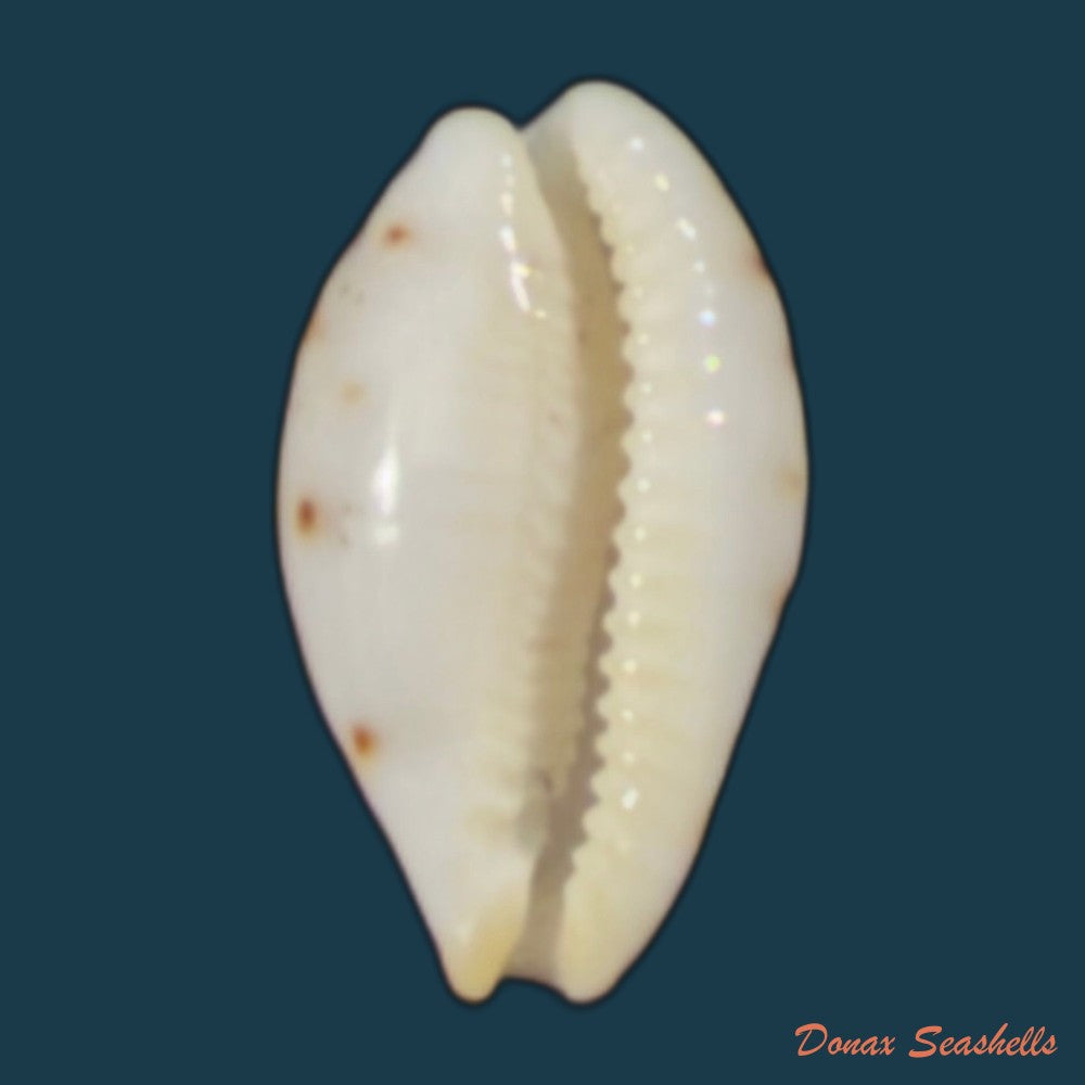 ransoniella-punctata-linnaeus-1758-12-4mm-copia