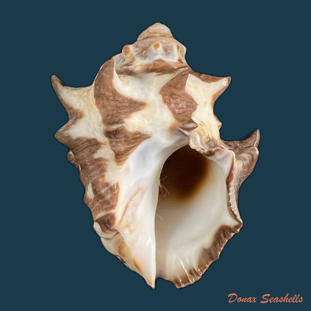 reishia-bitubercularis-lamarck-1822-45-9mm-copia