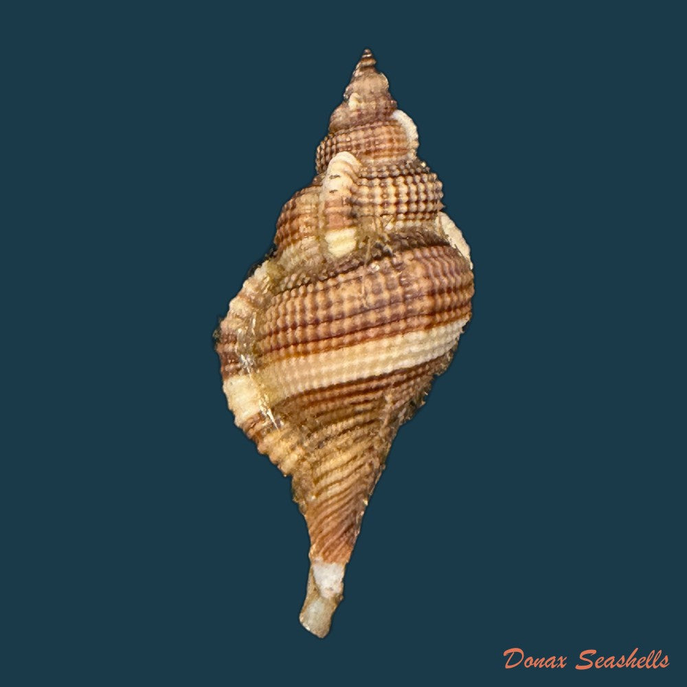 reticutriton-pfeifferianus-reeve-1844-40-4mm-copia