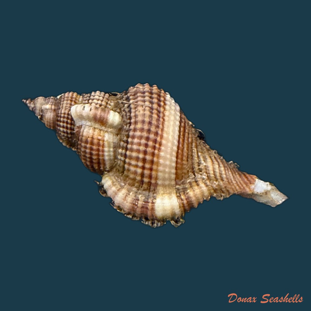 reticutriton-pfeifferianus-reeve-1844-40-4mm-copia