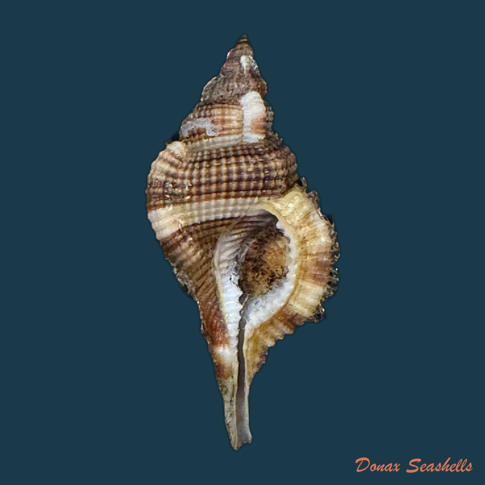 reticutriton-pfeifferianus-reeve-1844-40-4mm-copia