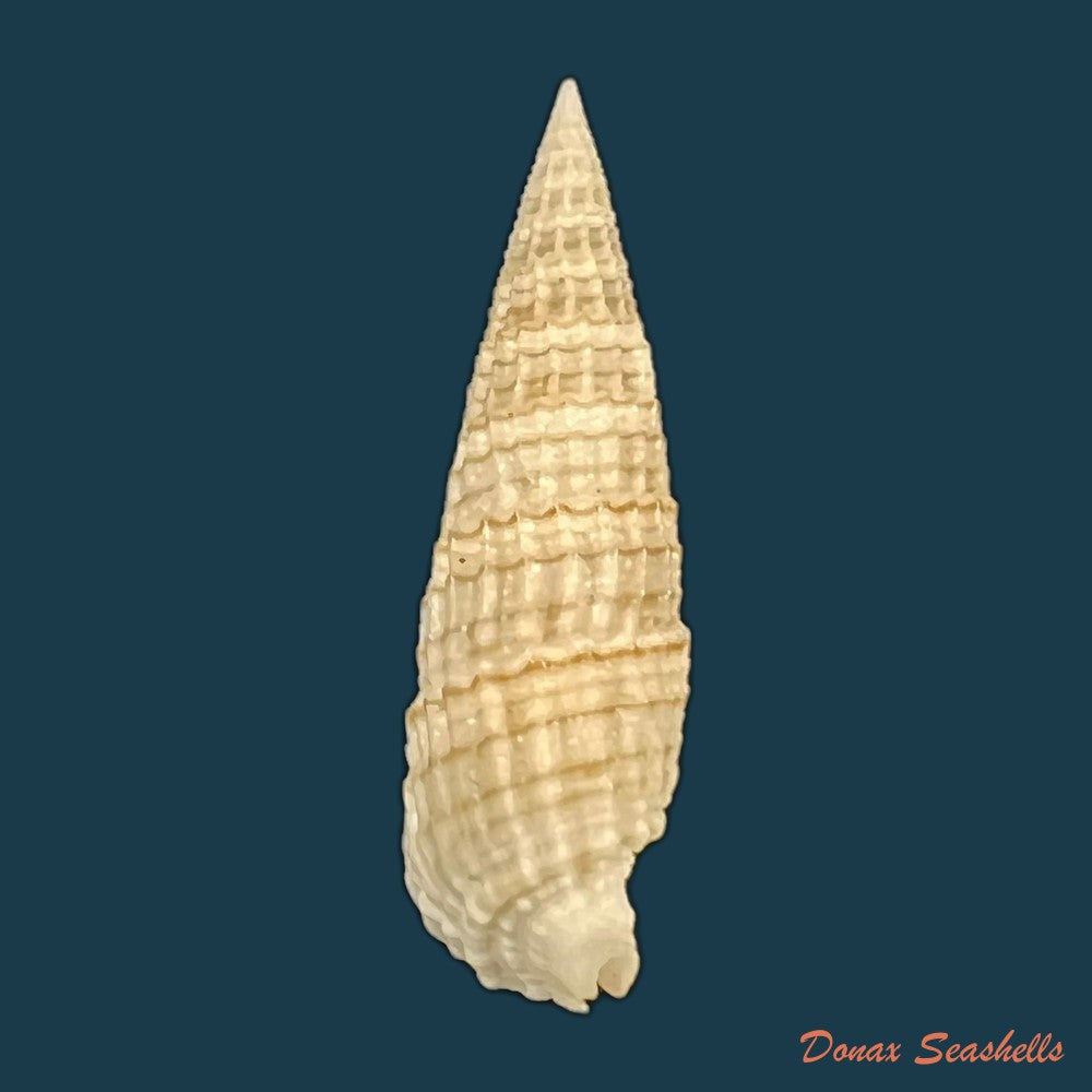 rhinoclavis-aspera-linnaeus-1758-40-2mm-copia