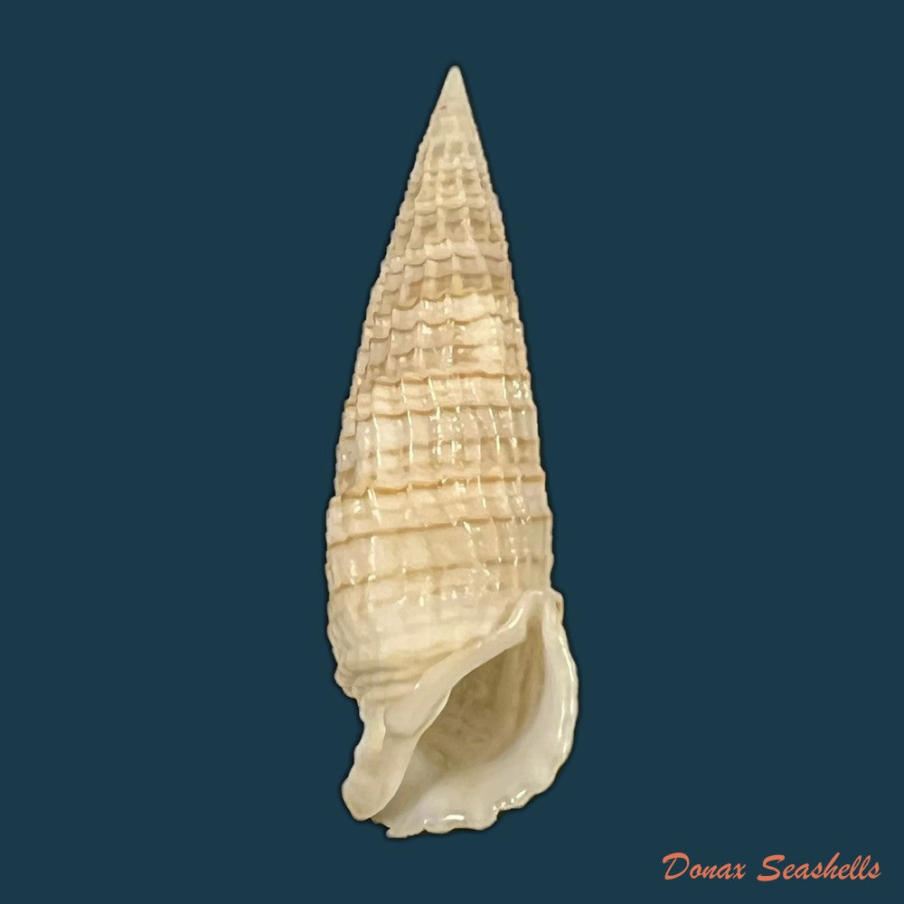 rhinoclavis-aspera-linnaeus-1758-40-2mm-copia