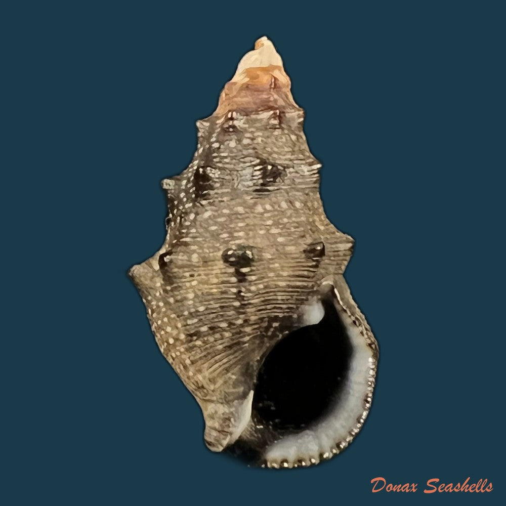 rhinoclavis-aspera-linnaeus-1758-42mm-copia
