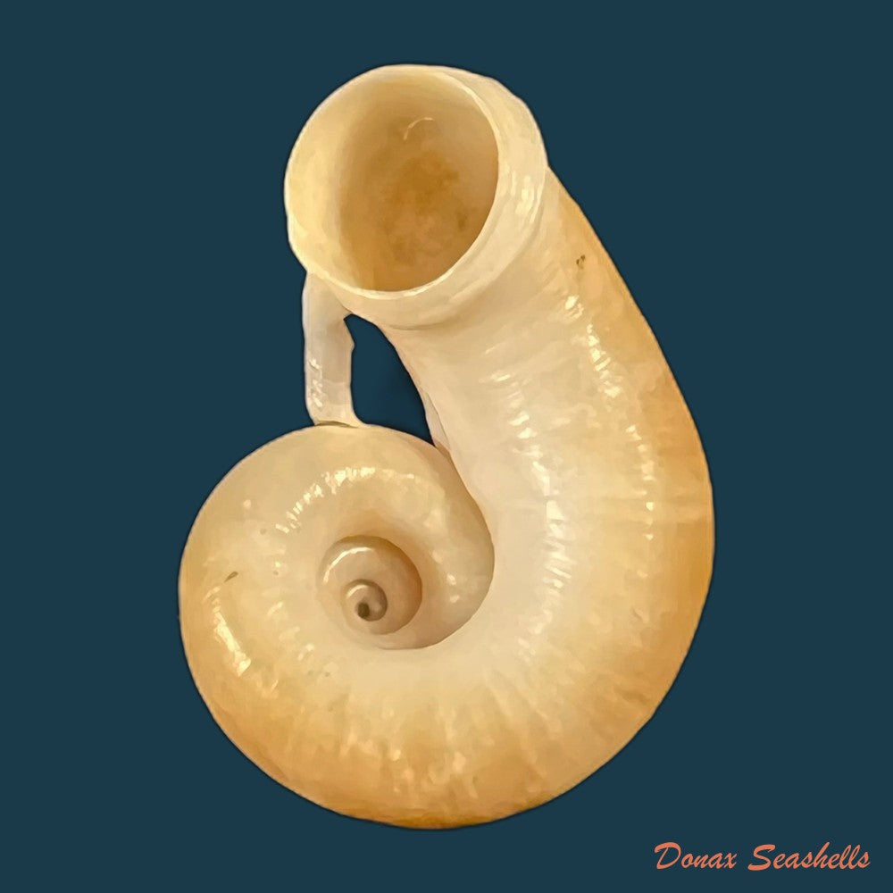 rhiostoma-chupingense-tomlin-1938-31-7mm-copia