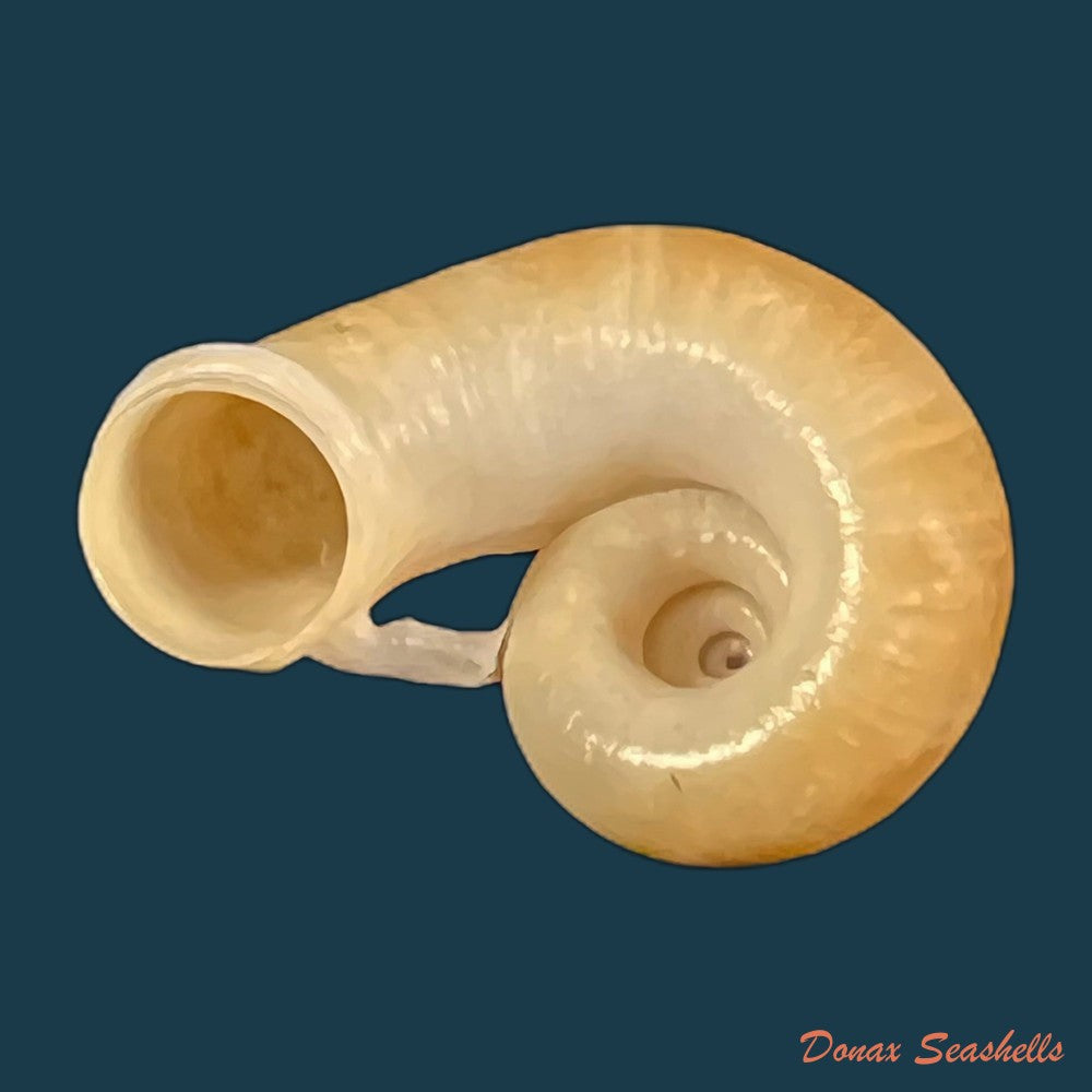 rhiostoma-chupingense-tomlin-1938-31-7mm-copia