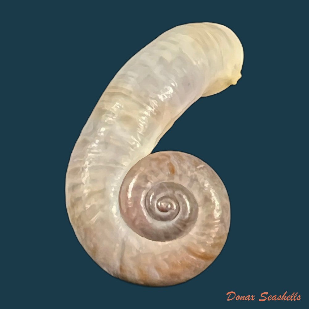 rhiostoma-chupingense-tomlin-1938-32-2mm-copia