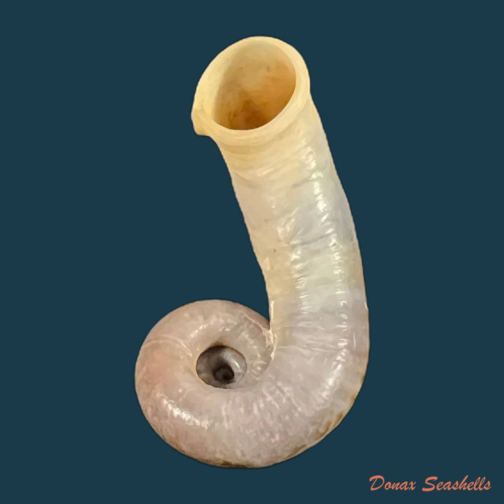 rhiostoma-chupingense-tomlin-1938-32-2mm-copia