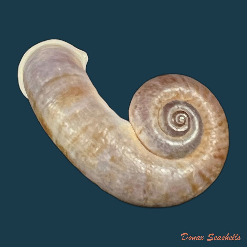rhiostoma-chupingense-tomlin-1938-32-5mm-copia