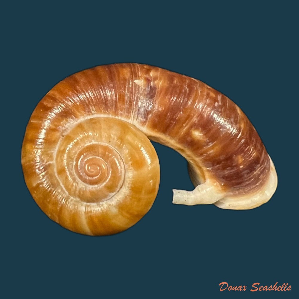 rhiostoma-jalorense-sykes-1903-29-8mm-copia