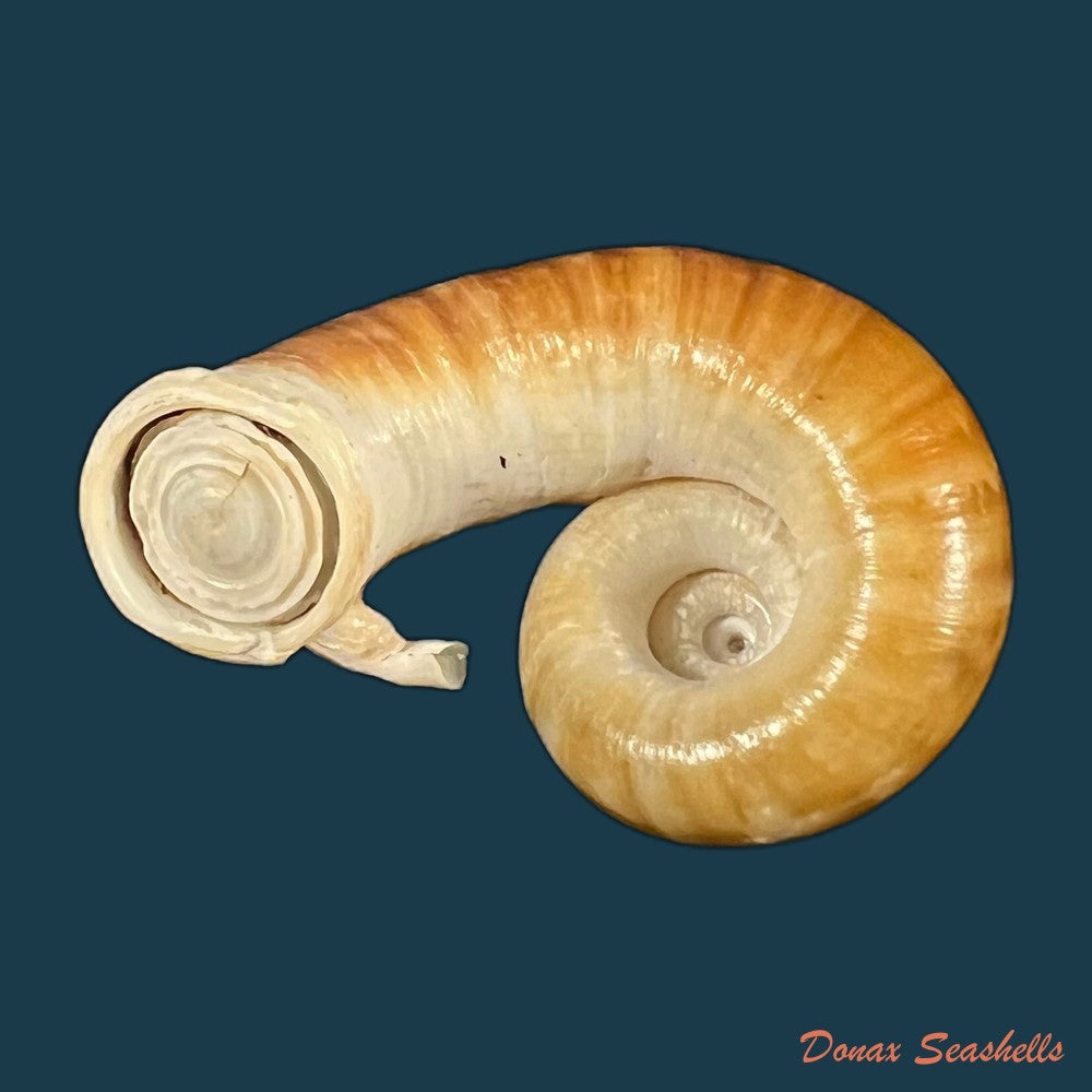 rhiostoma-jalorense-sykes-1903-29-8mm-copia